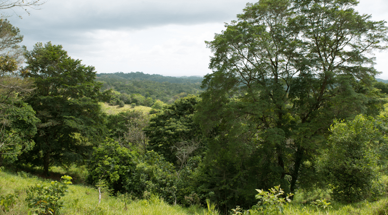 Over a two-year period, Chavarria and colleagues took weekly samples from streams surrounded by mature forest, young secondary forest, silvo- and traditional pasture at STRI’s Agua Salud site to analyze the bacterial content of the water. CREDIT: Jorge Aleman, Smithsonian Tropical Research Institute