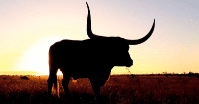 cows cow longhorn