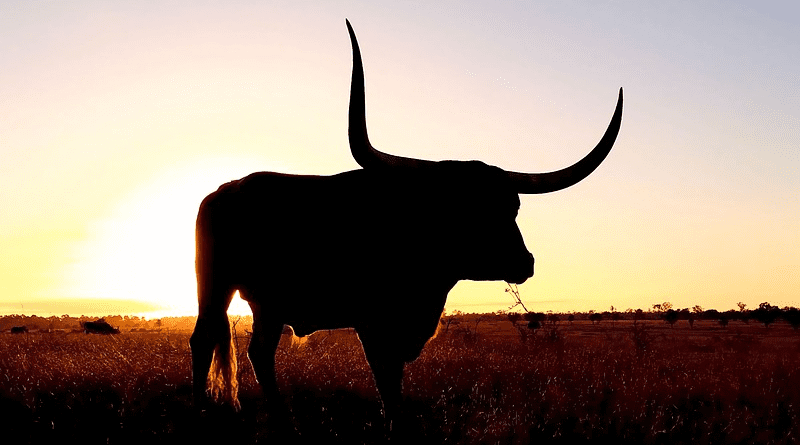 cows cow longhorn