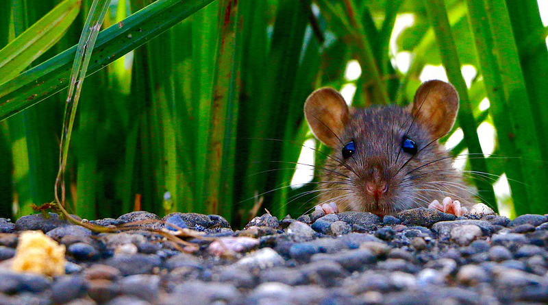 Rodent Mammal Rat Eyes Ears Follow The Nose Foraging