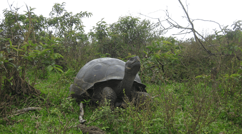 A Galápagos tortoise. Credit: Ylenia Chiari