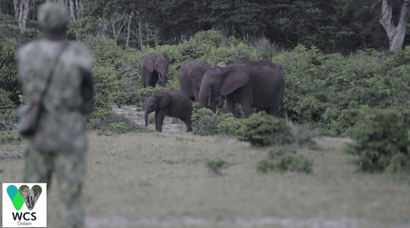 WCS Gabon researcher counting forest elephants CREDIT: WCS Gabon