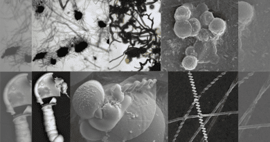 Composite image showing some of the types of fossil-like specimens created by chemical reactions that could be found on Mars CREDIT: Sean McMahon, Julie Cosmidis and Joti Rouillard