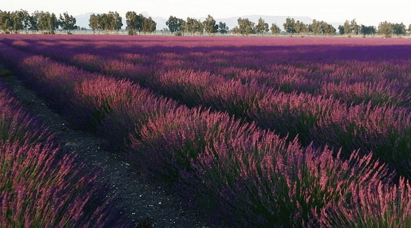 Lavender growing in a field. Photo Credit: Eni