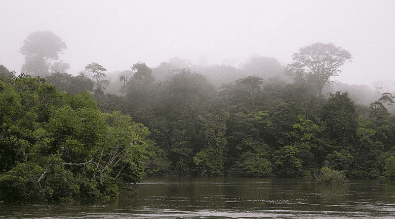 Suriname jungle. Photo Credit: Jan Willem Broekema, Wikipedia Commons