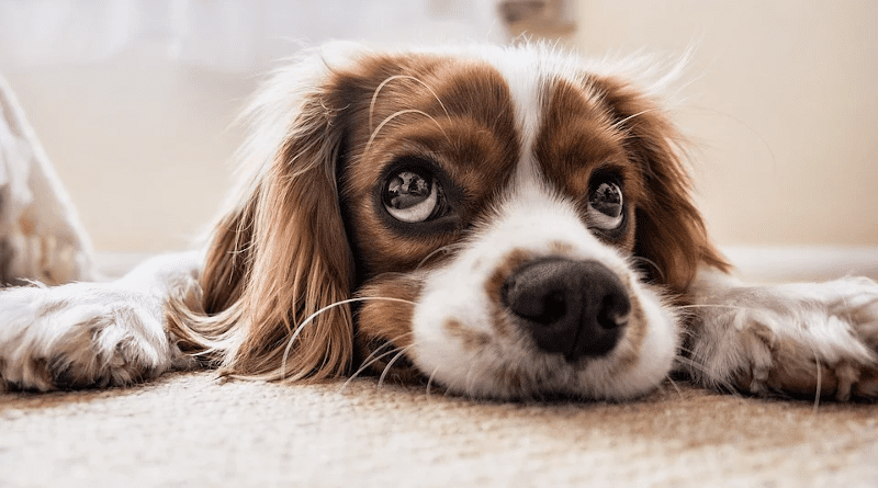 Cocker Spaniel Puppy Pet Canine Dog Animal Lying