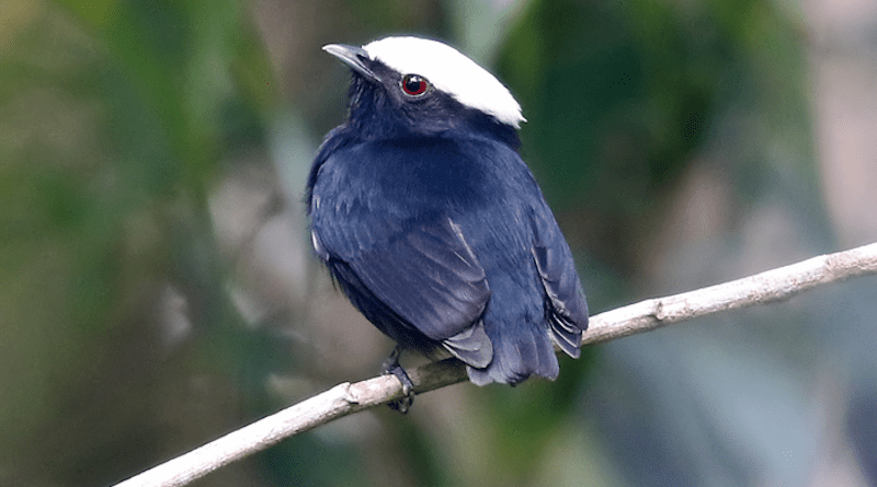 White-crowned Manakin. CREDIT: Photo by Phillip Edwards, Macaulay Library, Cornell Lab of ornithology.