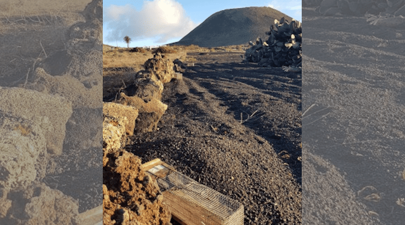The results revealed the presence of M-CoV RNA in the population of the house mouse Mus musculus in the urban environments of El Hierro, Tenerife and Lanzarote. Photo: Pilar Foronda (University of La Laguna)