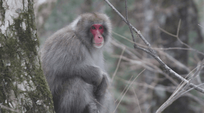 Snow monkey (Japanese macaque Macaca fuscata) in natural habitat CREDIT: University of Birmingham