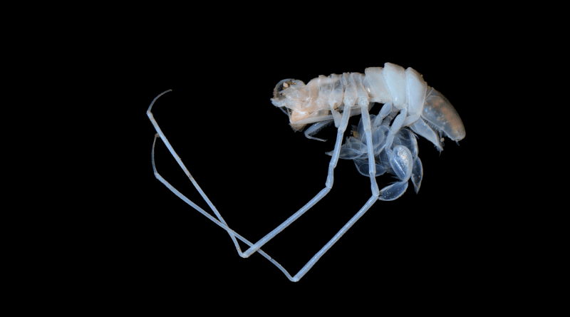 Considering all factors, according to the modeling, shallow-water crustaceans, such as the marine isopod Munneurycope sp. will relocate an average of 431 kilometers away from their original habitats by 2050 with a one-degree Celsius temperature increase; with an increase by 4.8 degrees Celsius, the distance will be 620 kilometers. Photo: Anna Lavrenteva