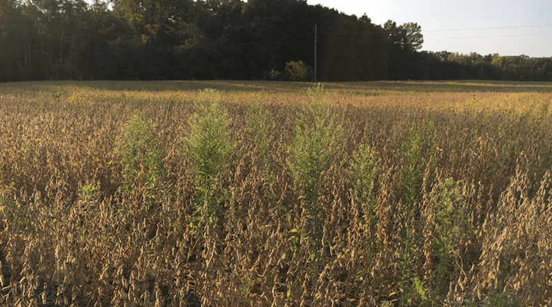 Horseweed plants encountered in a soybean field at harvest. CREDIT: Photo by Alyssa Essman, The Ohio State University