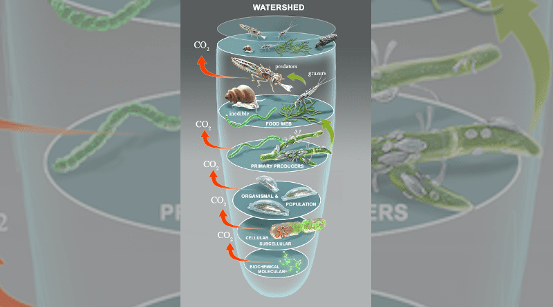 Illustration of the trophic levels in an aquatic ecosystem featuring the algae Epithemia and Cladophora. Researchers will uncover "Rules of Life" for energy and nutrient transfers, at scales from molecules to watersheds. CREDIT: Image courtesy of Victor O Leshyk, Center for Ecosystem Science and Society.
