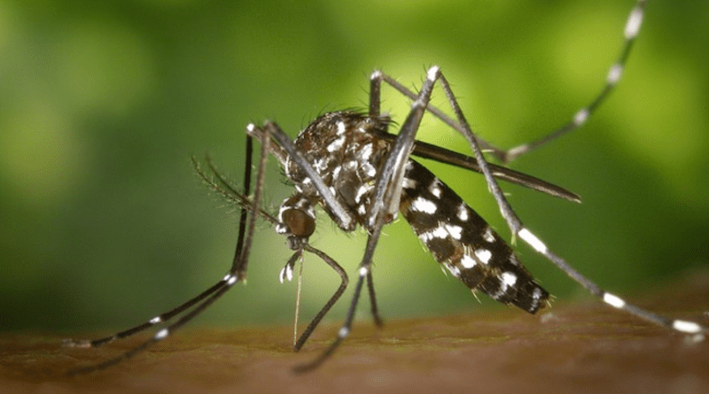 Black White Mosquito. Aedes aegypti, the main transmitter of Dengue in Mexico. CREDIT: Pixabay, Pexels (CC0, https://creativecommons.org/publicdomain/zero/1.0/)