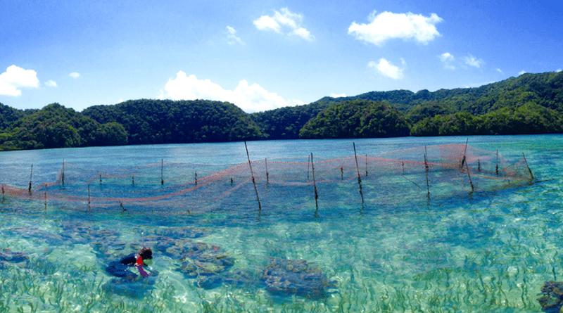 A giant clam farm in Palau, one example of mariculture CREDIT: Dr. Colette Wabnitz