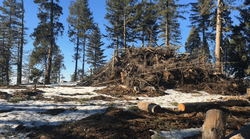 Thinning treatments reduce the risk of wildfire and provide ecological benefits for California’s forests, but they also generate wood residues that are often burnt or left to decay, releasing carbon dioxide into the atmosphere. A new analysis by researchers at the University of California, Berkeley, shows how incentivizing industries that convert wood residues into useful products — including biofuels and construction-quality engineered lumber — could fund forest thinning treatments while preventing the release of carbon. CREDIT: UC Berkeley photo by Bodie Cabiyo