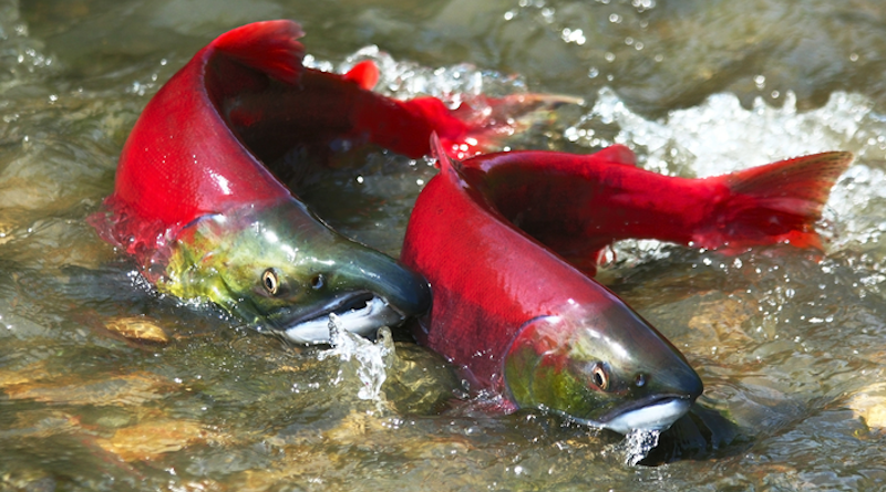 While the newly created habitat may be a ray of light for salmon in some locations, climate change continues to pose grave challenges for salmon and other fish populations. CREDIT: Flathead Lake Biological Station