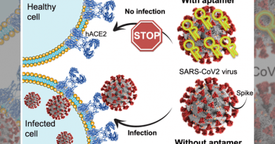 The Spike protein on the surface of SARS-CoV-2 virus (marked in red) recognises the hACE2 protein (marked in blue) that protrudes from healthy human cells in the throat and lungs. In this way, the Spike protein acts like a key that allows the virus to invade the cell and use its machinery to reproduce itself. The newly developed RNA aptamer (marked in yellow) binds the Spike protein very strongly and blocks it ability to recognise ACE2, thereby preventing further infection. CREDIT: Julián Valero, Aarhus University