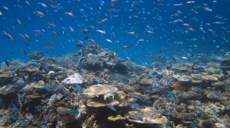 A school of fish on a reef CREDIT: Davide Seveso