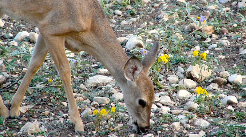 Yearling Deer Nature Wildlife White-Tailed Texas