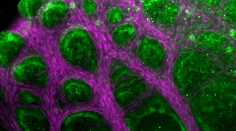 The lizard lung forms quickly by a leveraging simple mechanical process the researchers likened to a mesh stress ball, the common toy. As fluid fills the developing lung, the inner membrane pushes out against smooth muscle tissue. The muscle separates into a honeycomb-shaped mesh and the membrane bulges out through the gaps, creating the surface area needed for gas exchange. CREDIT: Image courtesy Celeste Nelson and Michael Palmer