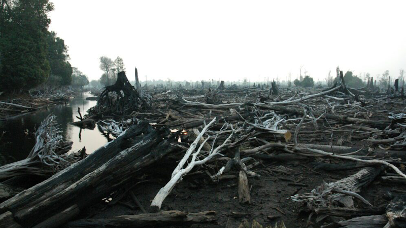 Burnt peatlands in Kalimantan, Indonesia. A new study says restoring these areas can reduce the effects of peatland fires on the environment, climate and human health. Copyright: Klima- og miljødepartementet, (CC BY-NC-ND 2.0). This image has been cropped.