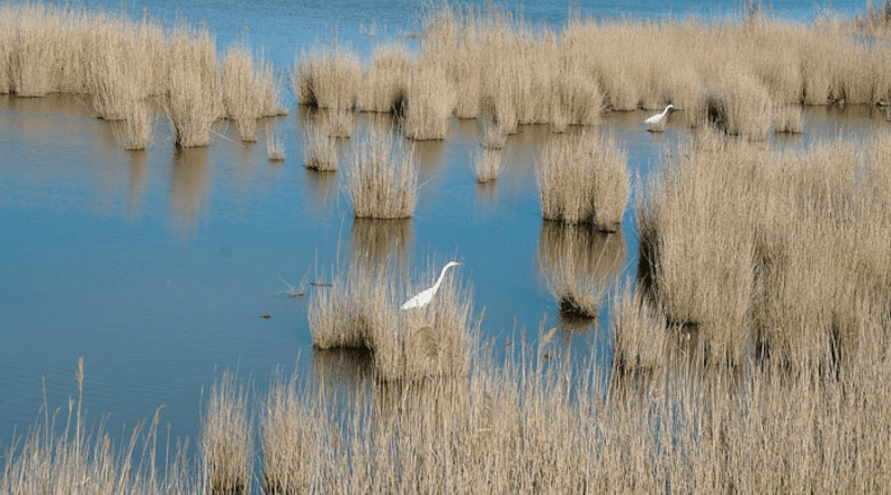 Ebro delta, Spain