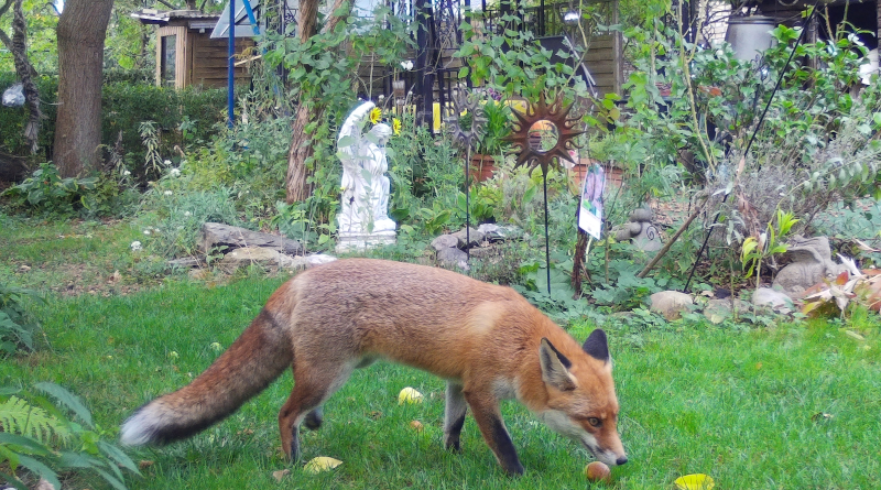 Fox in Berlin. Copyright Leibniz-IZW