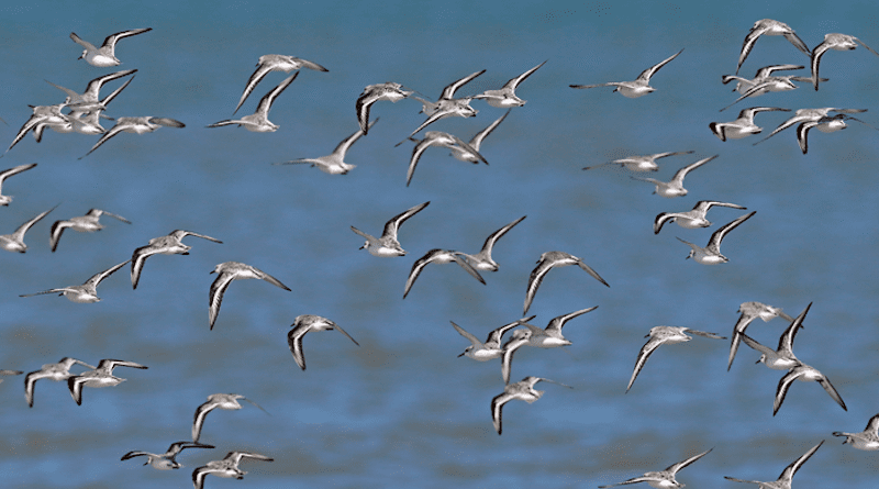 A flock of sanderlings (Calidris alba), a long-distance migratory shorebird, which may benefit from being lighter colored to avoid overheating during migration. CREDIT: Pablo F. Petracci