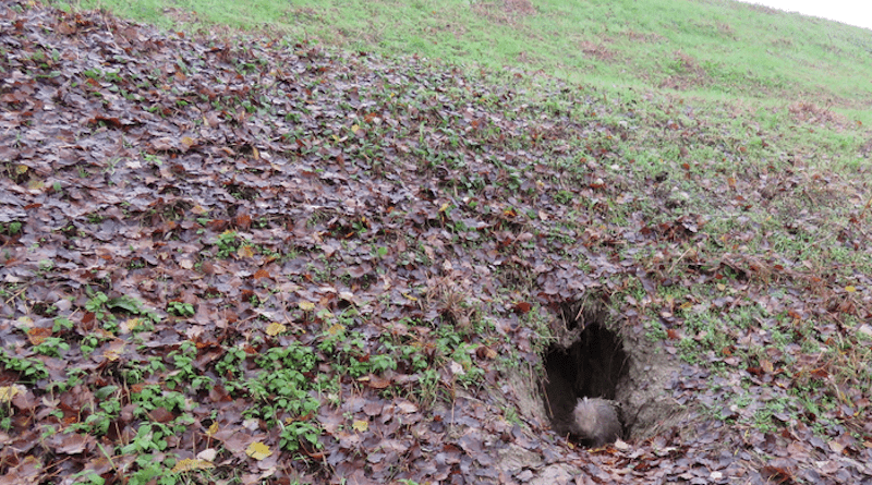 Animals such as porcupines that make their dens in the walls of levees can weaken the infrastructure to the point of collapse and flooding, according to new research in Water Resources Research. CREDIT: Matteo Balistrocchi