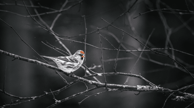 A Redpoll with a white body and bright red patch on its head sits on a branch while snow falls. CREDIT: Pexels / Erik Karits
