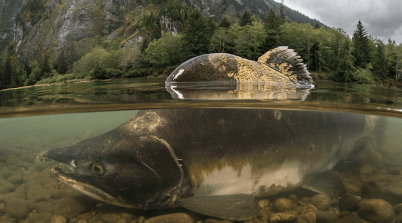 Salmon can colonize newly created streams, but face many other challenges from climate change. CREDIT: Freshwaters Illustrated