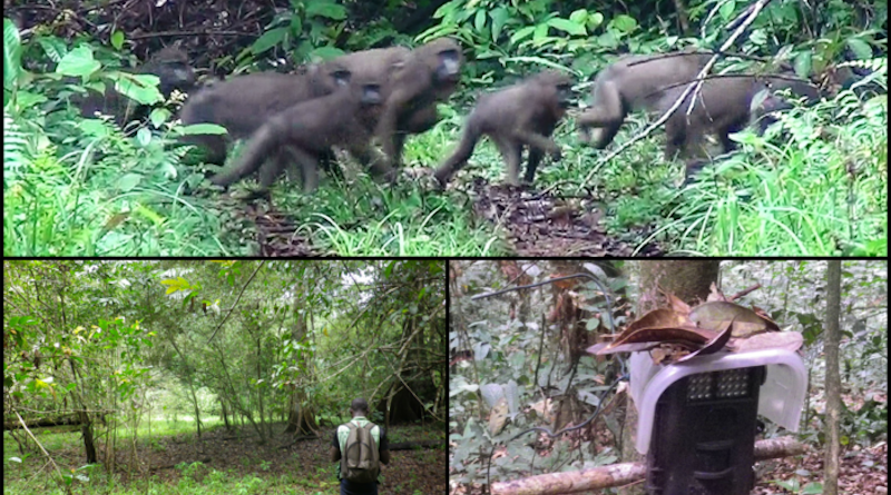 Clockwise from lower left: Direct observation, mandrill movement caught by camera trapping, camera trap CREDIT: Kyoto University/Shinya Hongo