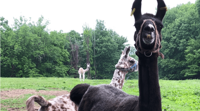 Llamas participating in research on antibody-based treatment for COVID. CREDIT: Abbie White, Capralogics