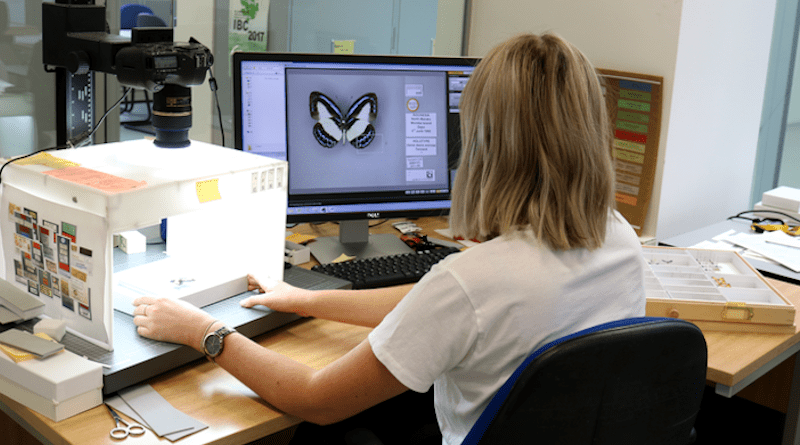 One of the Museum’s digitisers imaging a butterfly to join the 4.93 million specimens already available online. CREDIT: © The Trustees of the Natural History Museum, London