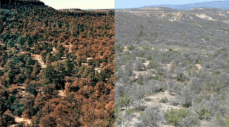 Piñon pine forests near Los Alamos, N.M., had already begun to turn brown from drought stress in the image at left, in 2002, and another photo taken in 2004 from the same vantage point, at right, show them largely grey and dead. CREDIT: Craig Allen, U.S. Geological Survey