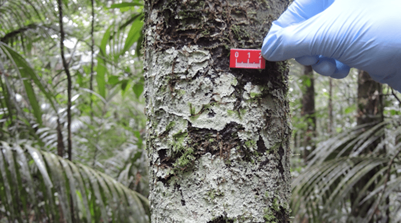 Lichens, like this Phyllopsora gossypina, and mosses are found on all trees and leaves in the Amazon rainforest. Researchers have now found that they emit considerable amounts of reactive sesquiterpenoid compounds. CREDIT: Achim Edtbauer