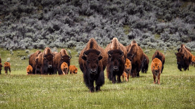 Bison Buffalo Herd Wildlife Animals