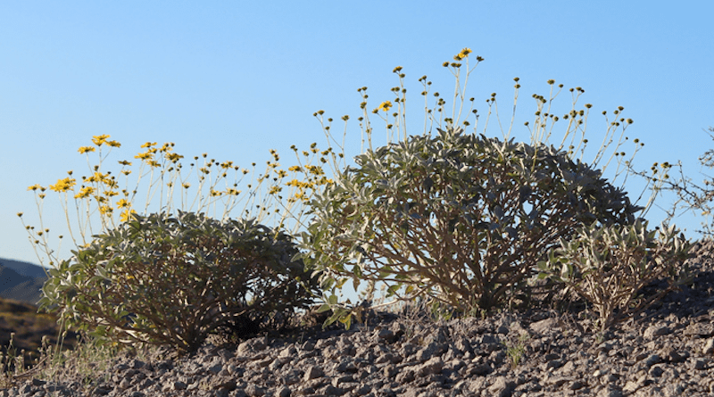 A close-up of flowering Encelia farinosa CREDIT: Avery Driscoll