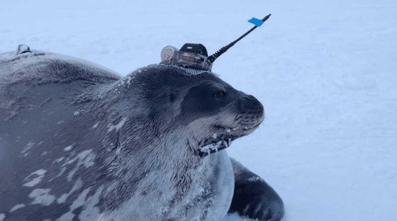 A Weddell seal with a CTD tag attached on the head. CREDIT: Photo by Nobuo Kokubun (NIPR)