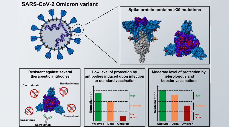 The spike protein of the SARS-CoV-2 Omicron variant harbors more than 30 mutations compared to the spike of the virus circulating during the early phase of the pandemic. The mutations in the spike protein cause most therapeutic antibodies to be ineffective against the Omicron spike and Omicron spike evades antibodies produced after infection or homologous (two-shot) BioNTech-Pfizer immunization. Antibodies induced upon triple immunization with BioNTech-Pfizer (= booster) or heterologous vaccination with Oxford-AstraZeneca/ BioNTech-Pfizer inhibited the Omicron spike with increased efficiency. Therefore, booster and heterologous vaccination could provide stronger protection against the Omicron variant. Illustration: Markus Hoffmann
