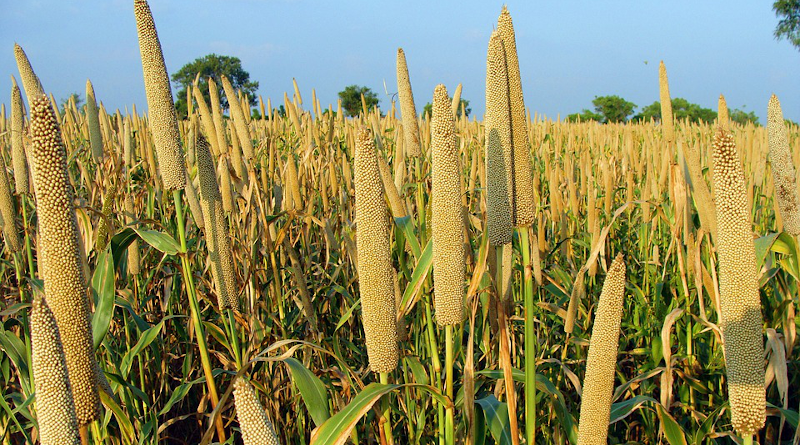 Pearl Millet Pennisetum Glaucum Bajra Crop Spike