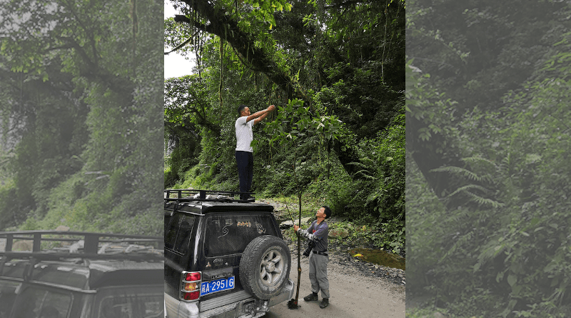 The research team measures the height of a Begonia gigantica individual at its collection site. CREDIT: Qing-Gong Ma