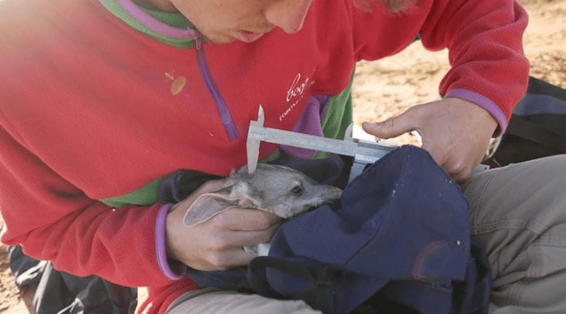 The PPIs present no danger to tolerant native mammals CREDIT: UniSA