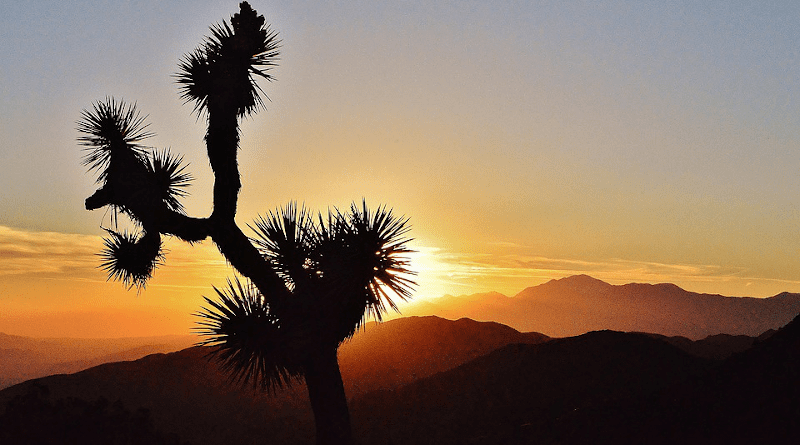 joshua tree mojave desert