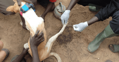 A Guinea worm emerging from a dog's leg CREDIT: Jared Wilson-Aggarwal