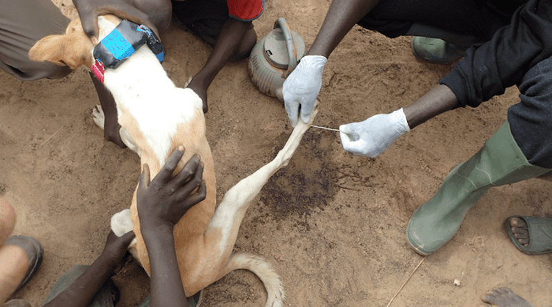 A Guinea worm emerging from a dog's leg CREDIT: Jared Wilson-Aggarwal