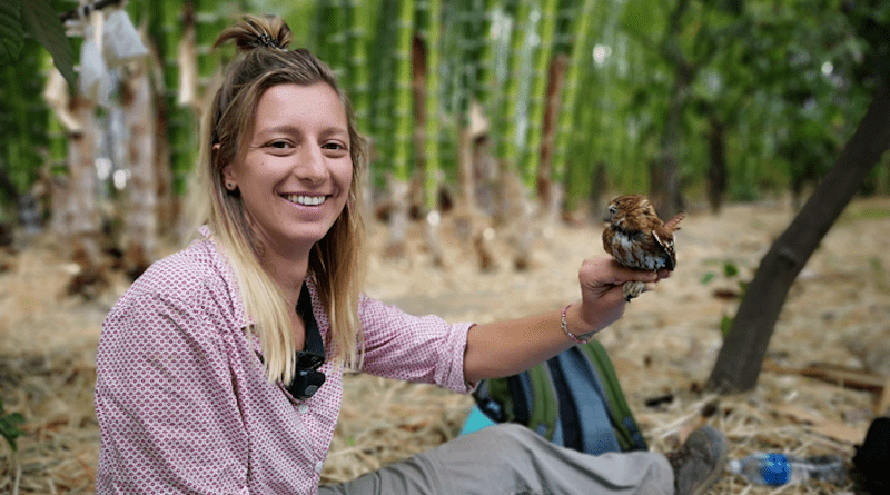 Co-author Justine Vansynghel surveying birds in cacao farm of Peru, and holding a Peruvian pygmy owl (Glaucidium peruanum) CREDIT: Carolina Ocampo Ariza
