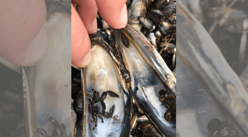 A tiny Porcelain crab takes refuge in a mussel shell CREDIT: Laura Jergens / Texas A&M-Galveston