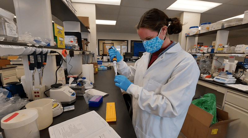 Doctoral student Laura Bashor working in the VandeWoude Lab at Colorado State University. CREDIT: Colorado State University