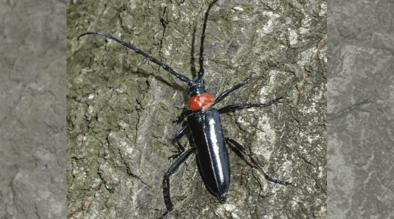 Plum longhorn beetle, or Aromia bungii. First spotted in Japan in 2012, this invasive beetle species causes serious harm to peach and cherry trees. CREDIT: Tokyo Metropolitan University